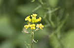 Garden yellowrocket